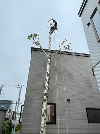 3件: 白樺伐採・残土処理・ツツジの剪定