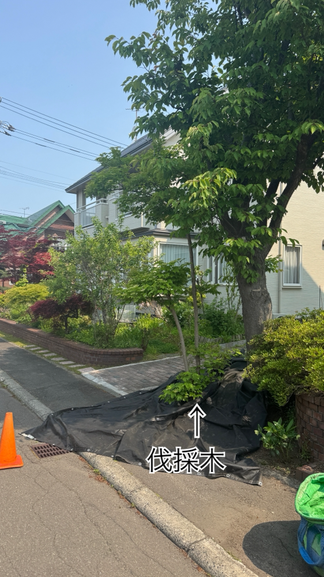 カンボクの伐採