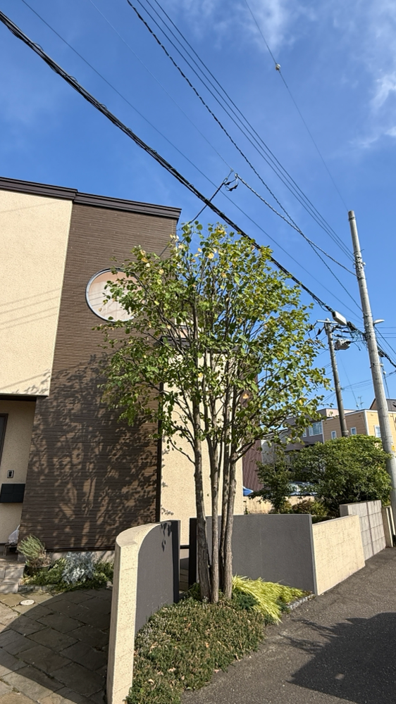 カツラ、ヤマボウシ、ジューンベリーの剪定