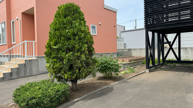 コニファー・シンパクの剪定と手抜き除草
