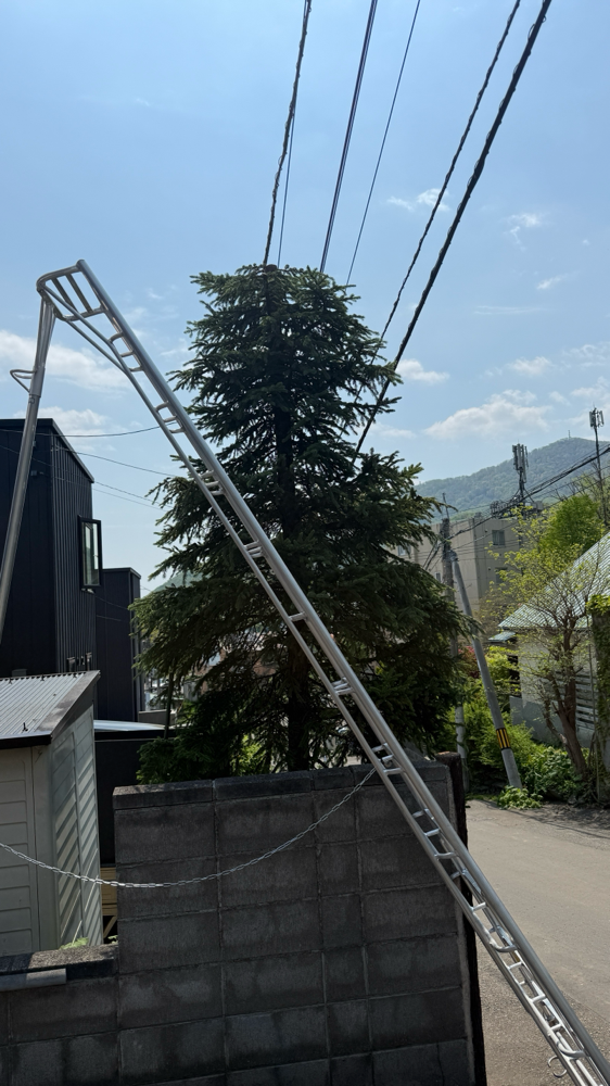2本の伐採とエゾマツとコニファー、シンパクの剪定