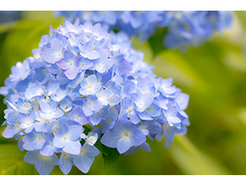 梅雨の季節はむくみます(´;ω;｀)