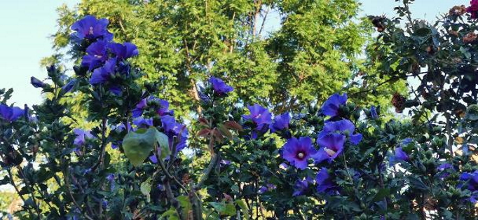Blauvioletter, in voller Blüte stehender Straucheibisch / Buschmalven-Strauch / Gartenhibiskus im Sommersonnenschein. Bild Marc Wettering