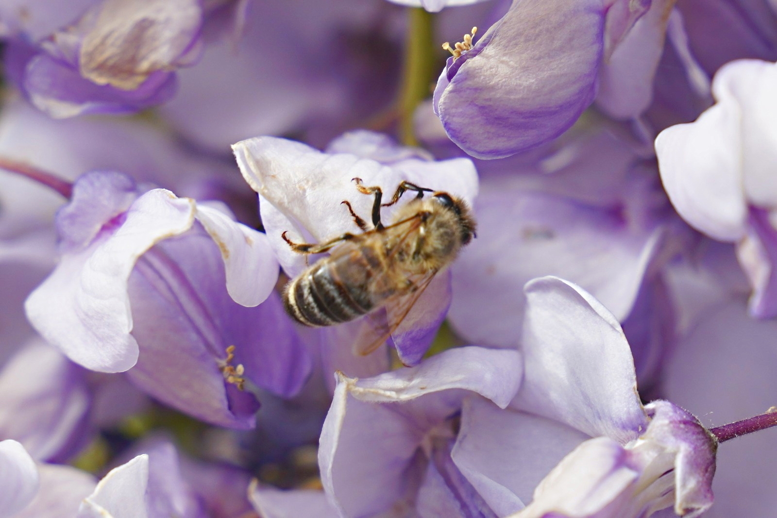 Der Bienenhimmel - ein Blauregen von Thomas Benecke