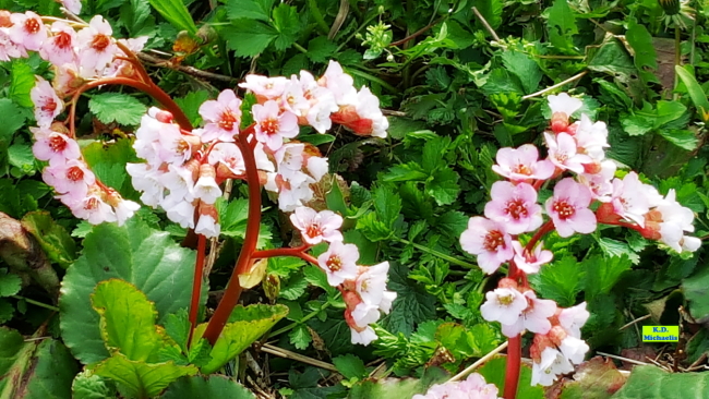 Insektenfreundliche Bergenien - tolle Blüten und hübscher Blattschmuck