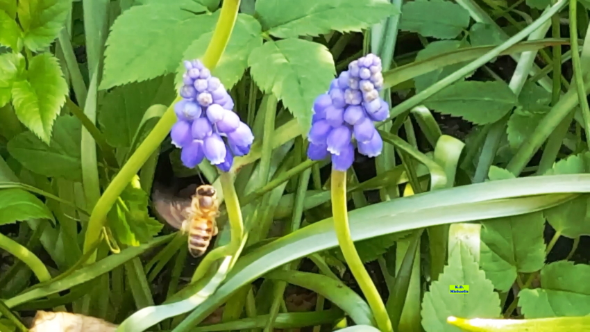 Traubenhyazinthen ein Fest für Bienen