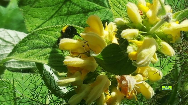 Brandkraut - eine tolle Insektenweide