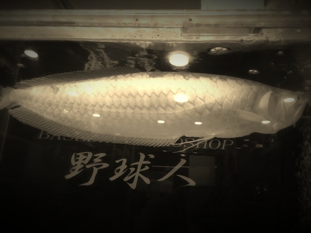 シルバーアロワナ成長記録 野球 ソフトボール専門店 野球人