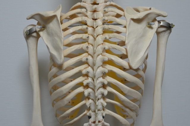 肩甲骨を意識してみましょう
