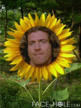 Dans un beau tournesol !