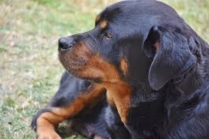 Position neutre des oreilles d'un chien rottweiler