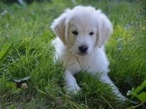 chiot golden retriever blanc assis dans l'herbe par coach canin 16 educateur canin charente 