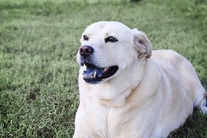 Oreille basse d'un chien labrador blanc