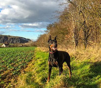 un chien doberman dans un champs par coach canin 16 educateur canin en charente Angoulême, cognac, jarnac, rouillac