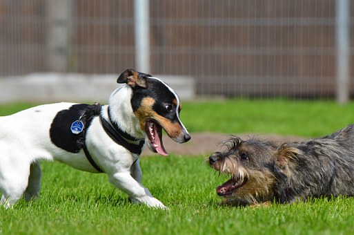 Oreille arrière et basse d'un chien jack russel jouant avec un autre chien