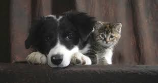 Un chien border noir et blanc avec chaton tigré l'un contre l'autre par coach canin 16 éducateur canin en charente