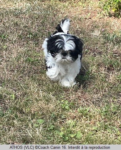 Athos chien shih tzu noir et blanc de 2 mois par coach canin 16 éducateur canin en charente à domicile