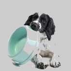 un chien setter blanc et noir tient une gamelle bleu dans sa gueule par coach canin 16 educateur canin en charente