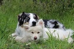 un chien berger australie pose sa tête sur un berger blanc par coach canin 16 educateur canin en charente