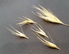 Herbes sèches, pointues appelées épillets par coach canin 16 éducation canine charente