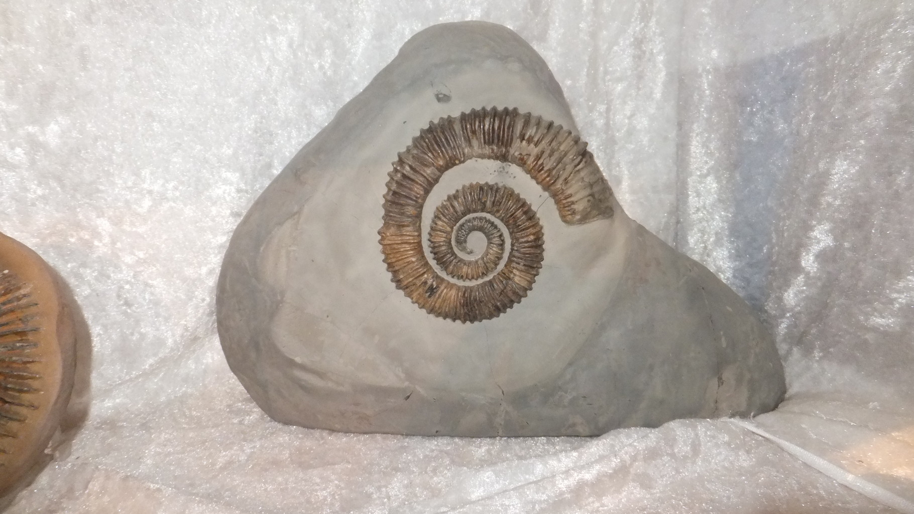 Aegocrioceras Schicht/Layer 86 /Resse/Germany