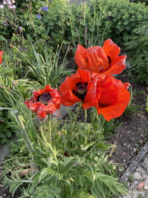 Garten im Frühling