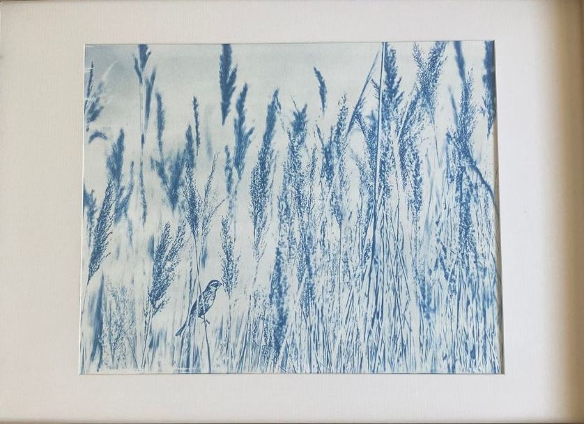 Isabelle PUEYO, " rêverie", Cyanotype, alchimie de sels de fer sur papier aquarelle,60 x 40 cm, 800€