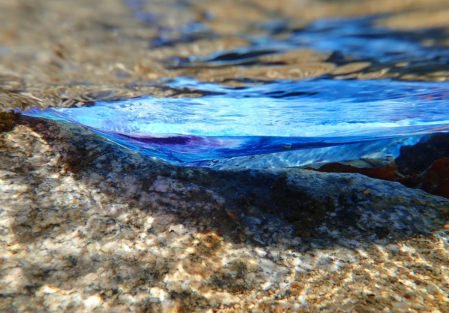 BLANC FONTENILLE Benedicte, "Underwater Blue ", Photo sur Dibond, 60/40cm,280€ 