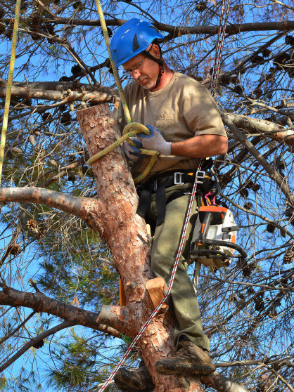 tree removal