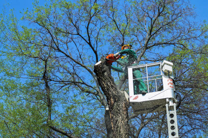 Tree removal service in Boone