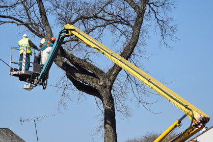 tree trimming and pruning