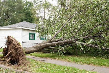 hazardous fallen tree