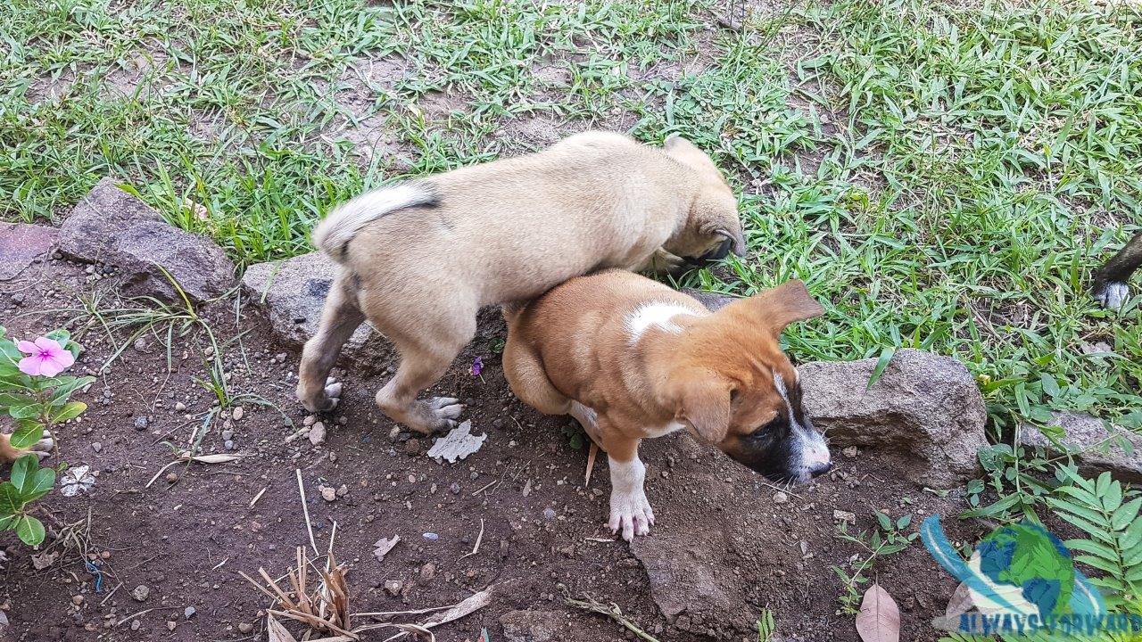 die Hunde gehören auch zur Tauchbasis