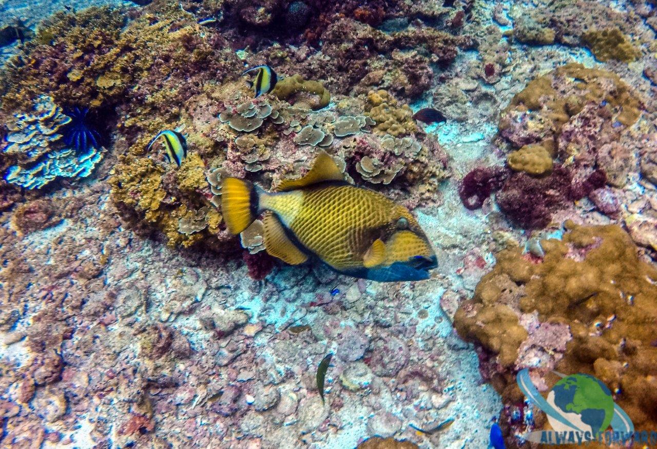 Triggerfish