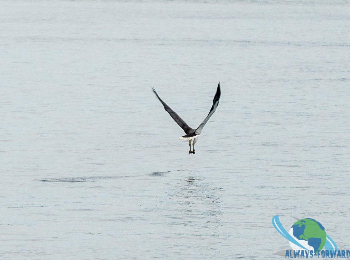 ein Vogel beim fischen