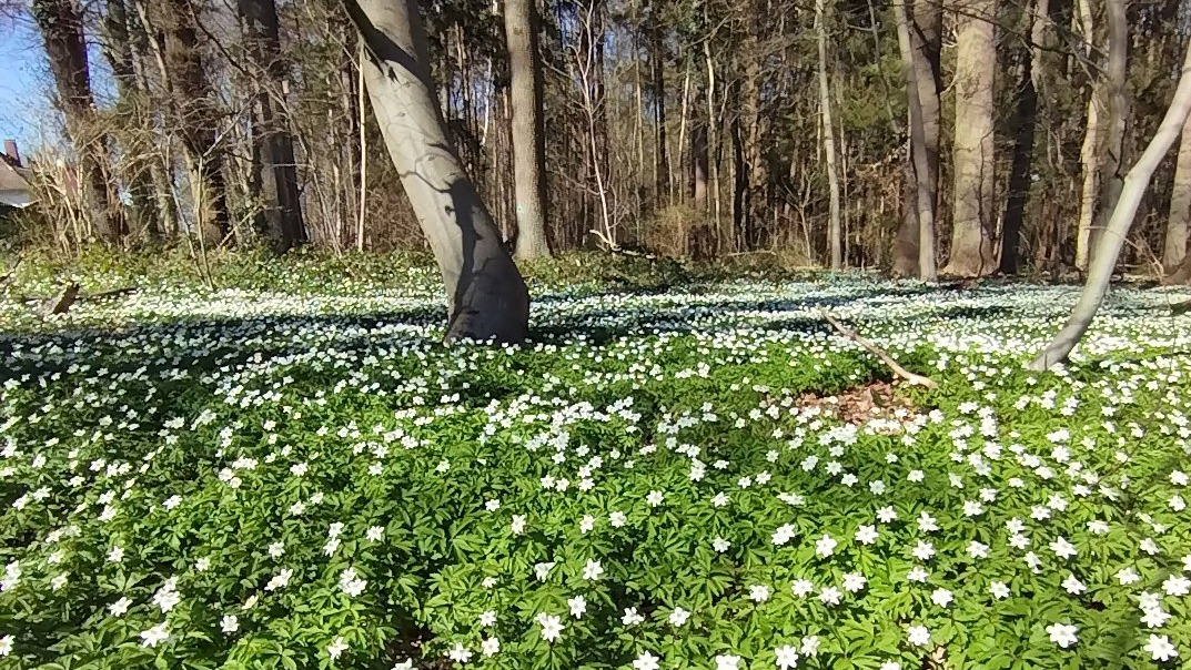 Wald im Kurort Bad Schwartau in Gefahr !