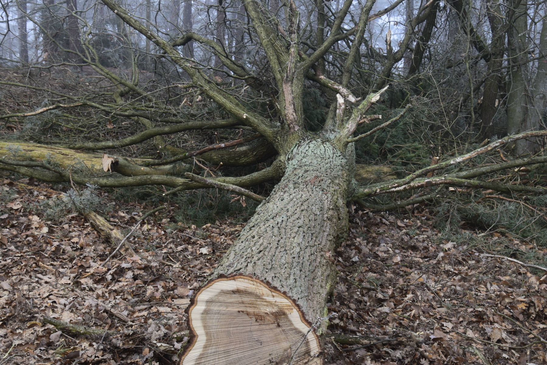 RLP Neustadt a.d.Weinstraße: Forstwirtschaft soll auf CDU Antrag im Stadtwald viel mehr Holz einschlagen