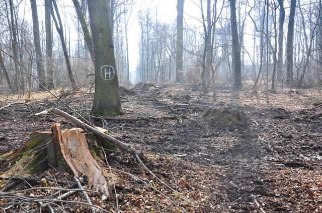 Naturschutzgebiet „Prinzenschneise“ entlang des Naturlehrpfades und im Naherholungsgebiet der Stadt Weimar, gleichzeitig EU-Vogelschutz- und FFH-Gebiet „Großer Ettersberg“ bei Weimar, Thüringen. 