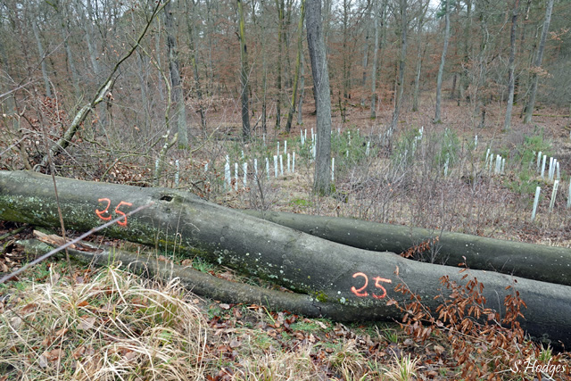 Foto Jan 2020: Westlicher FFH Reliktwald Lampertheim, Gefällte Biotopbuche mit Großhöhle vor Kiefernkultur