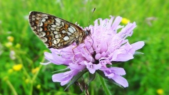 Scheckenfalter auf Witwenblume