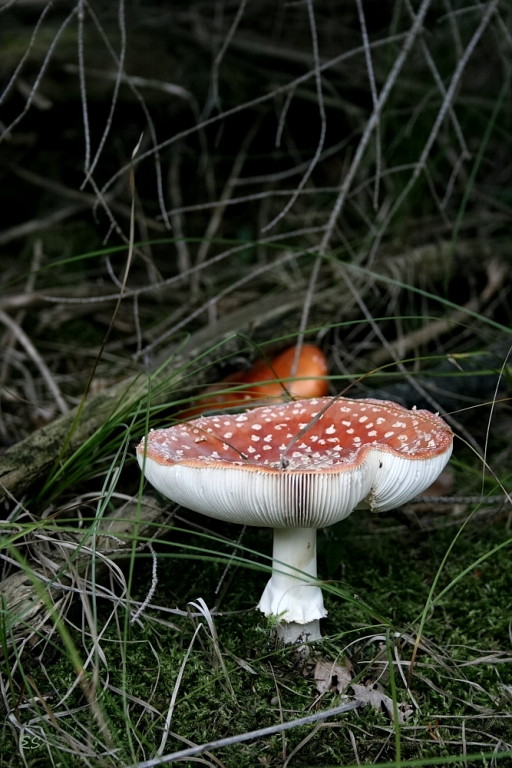 Fliegenpilz