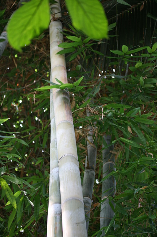 Bambusstamm