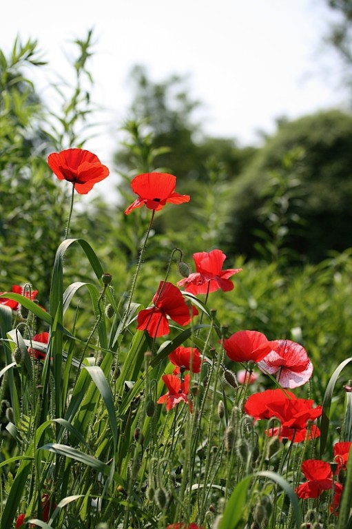 Klatschmohn
