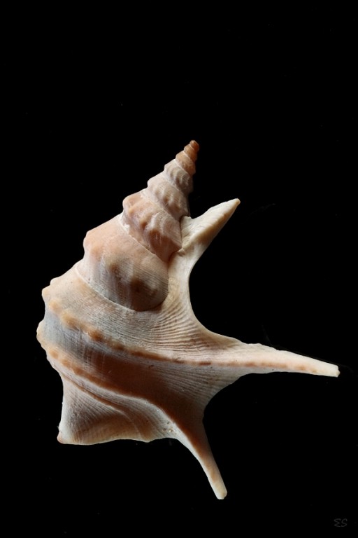 Pelikansfuß