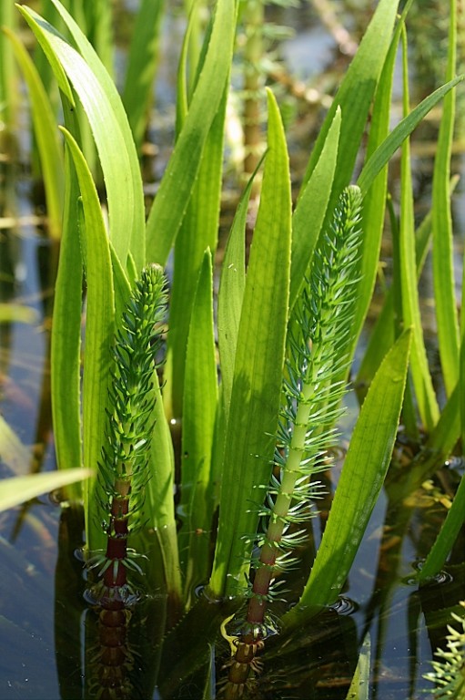 Tannenwedel