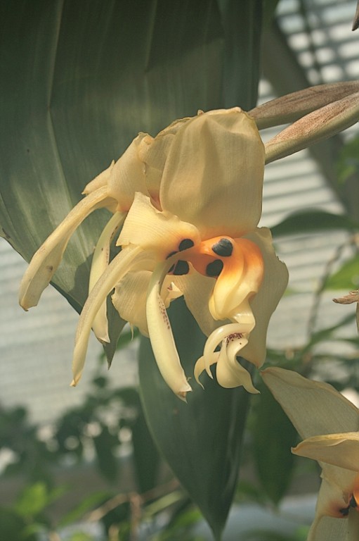 Orchidee