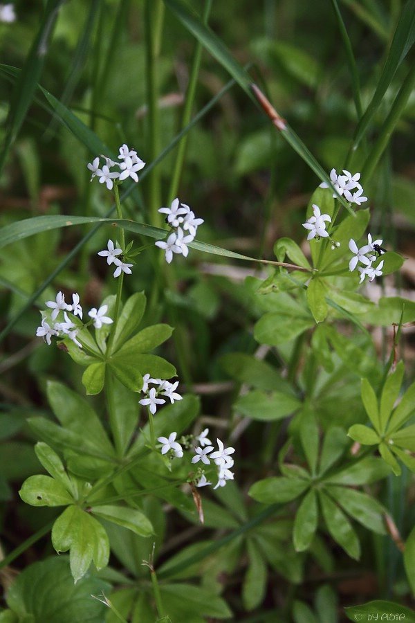 Waldmeister
