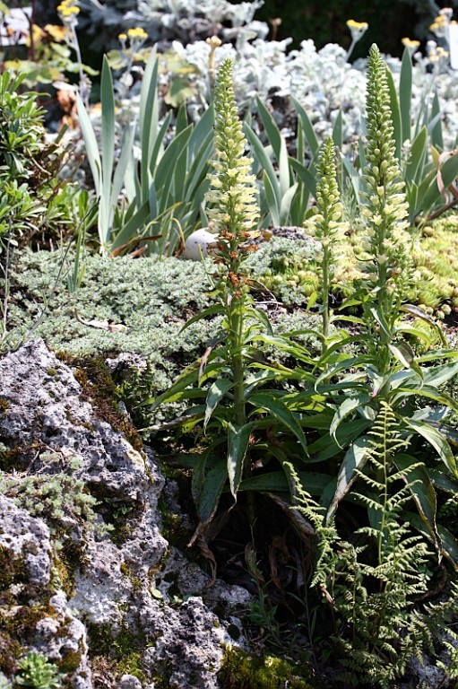 Alpinum