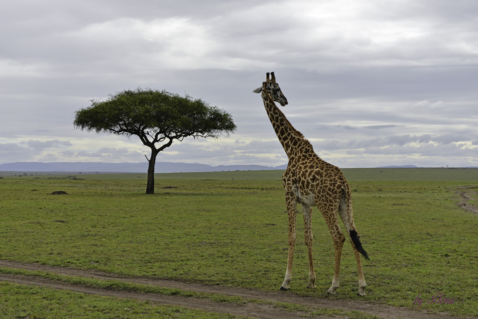 Masai Mara