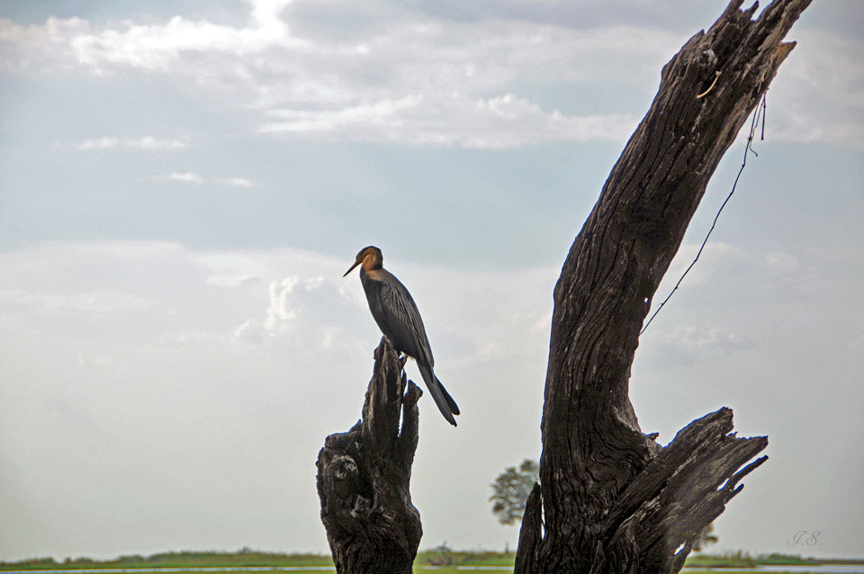 Vogelwelt im Chobe-Nationalpark
